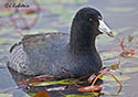 Fulica americana